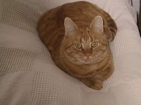 Huskat Mickey - Jeg er da sød ik´?? billede 12