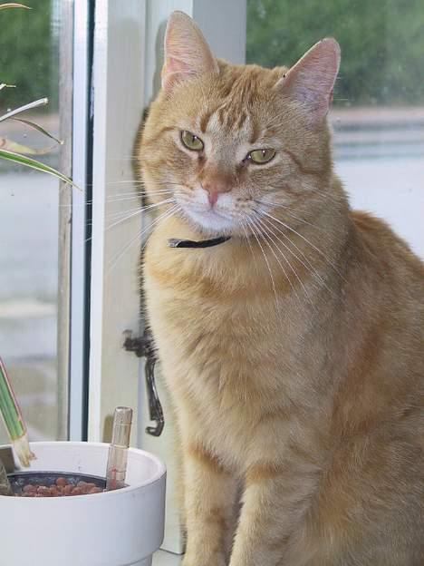 Huskat Mickey - se mig da lige..kan I stå for mig da??! billede 13