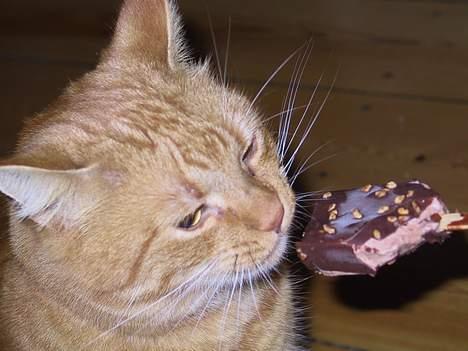 Huskat Mickey - Mmm...her spiser jeg is.. billede 14