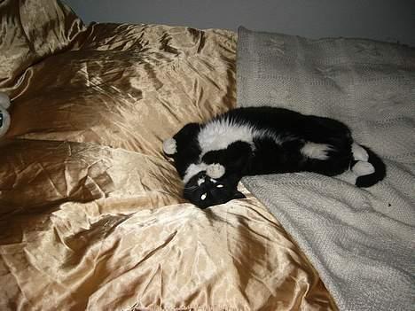 Blanding af racer Ballu billede 11