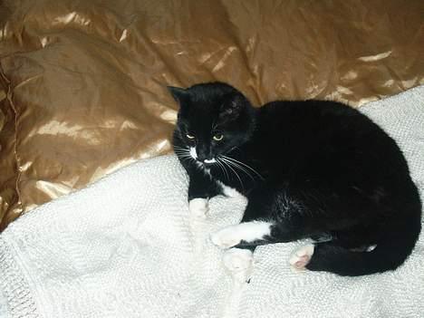 Blanding af racer Ballu billede 12