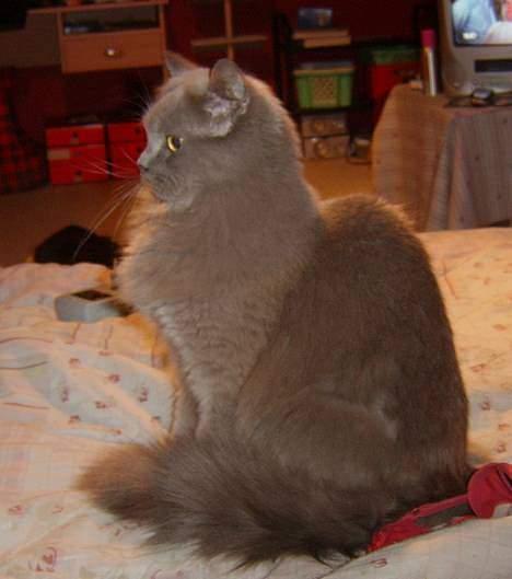 Blanding af racer Pjevs billede 6