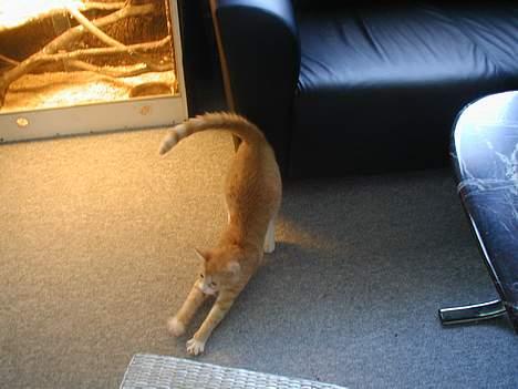 Huskat Rita (misse lange hale) - Det er så hårdt at stå op. billede 14