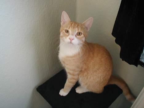 Huskat Rita (misse lange hale) - Tak for mit nye krædsetræ far. billede 15