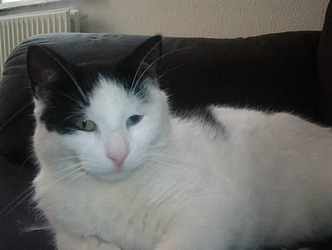 Blanding af racer Bowie - Her ses tydeligt at det har et blåt og et grønt øje billede 1