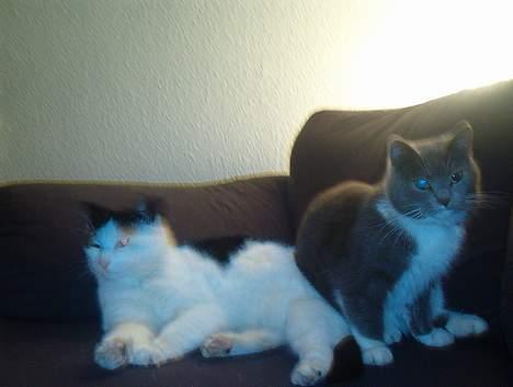 Blanding af racer Bowie - Bowie og Coda der slapper af sammen billede 2