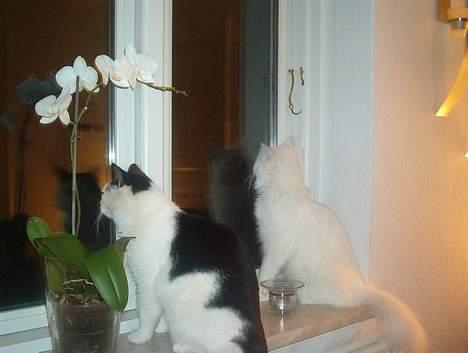 Blanding af racer Bowie - Bowie og Snowflake der kigger på fugle sammen billede 3