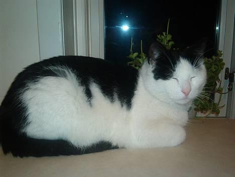 Blanding af racer Bowie - Ligger lige og slapper af i køkkenet billede 4