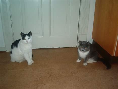 Blanding af racer Bowie - Bowie og Coda sidder pænt og venter på at blive lukket ud på altanen billede 5