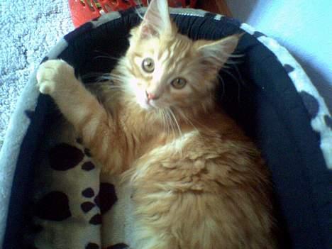 Maine Coon Nemo - Nemo 3timer efter køb. Her vejer han godt 2kg. billede 1