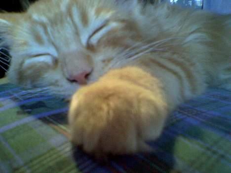 Maine Coon Nemo - Nemo sovende på min hovedpude. billede 2