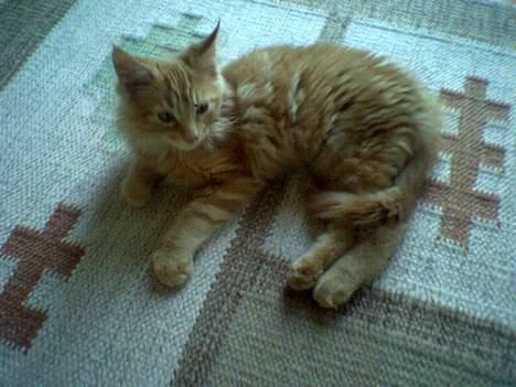 Maine Coon Nemo - Nemo på 2kg. billede 3