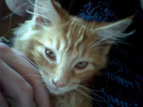 Maine Coon Nemo - Så er han i kæle humør. billede 4