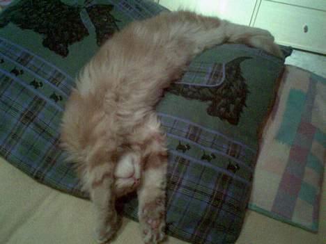 Maine Coon Nemo - Nemo har indtaget min hovedpude og er i meget dyb søvn. Standard sovemåde. billede 5