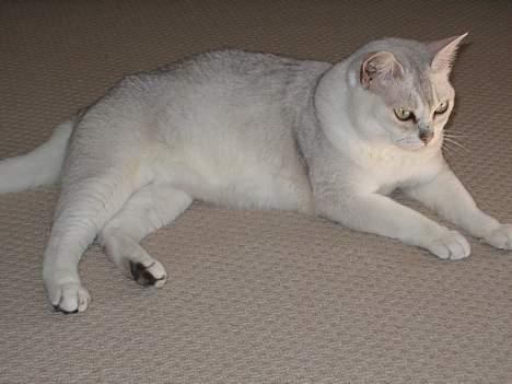 Burmilla Thamakan Silver Veronica - IC Thamakan Silver Veronica billede 1