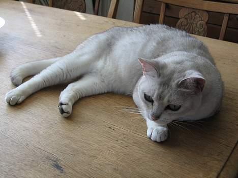 Burmilla Thamakan Silver Veronica - Det er bare så dejligt at slænge sig i solen på spisebordet;-) billede 2