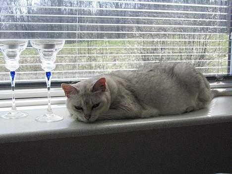 Burmilla Thamakan Silver Veronica - I vindueskarmen er der osse dejligt og med en rigtig go´ udsigt til sjove fugle i haven. billede 3