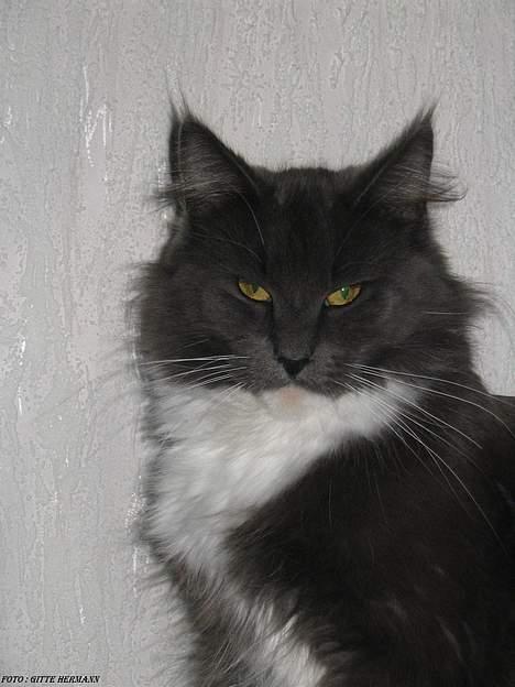 Maine Coon Chrisdahl's Dolly - Dolly er en meget fotogen kat, hun elsker opmærksomhed. billede 1