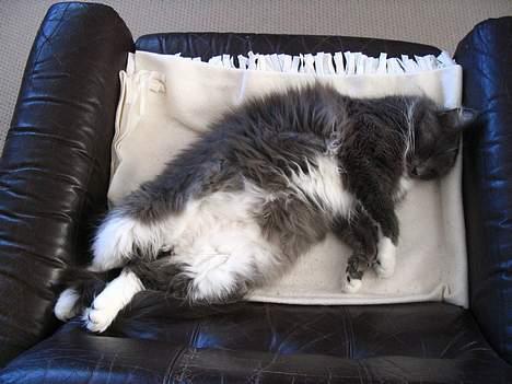 Maine Coon Chrisdahl's Dolly - Ja det er dejligt med en slapper.. billede 2