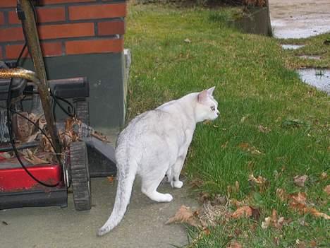Burmilla Thamakan Silver Veronica - På eventyr i haven, da vi boede på den anden side af grusvejen. billede 4