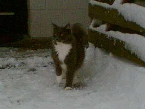 Maine Coon Chrisdahl's Dolly - Uha, der er da hvis lige pludselig blevet koldt ude. billede 3