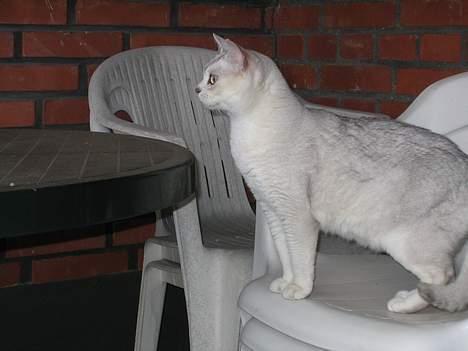 Burmilla Thamakan Silver Veronica - Der kom lige noget spændende der. Et rigtigt modelbillede. billede 5