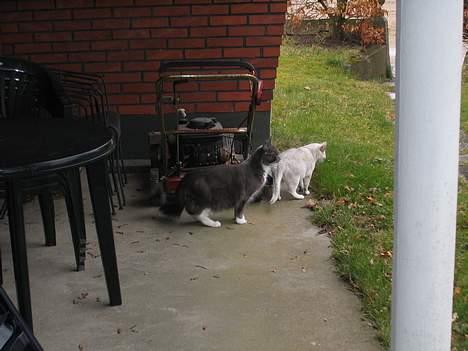 Burmilla Thamakan Silver Veronica - På eventyr i haven med min bedste veninde Dolly. billede 6