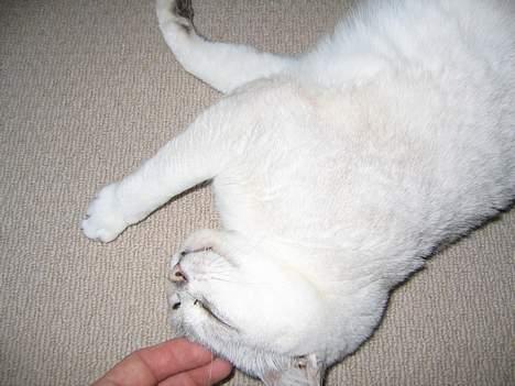 Burmilla Thamakan Silver Veronica - Årh hvad! Det er bare for skønt.... billede 7