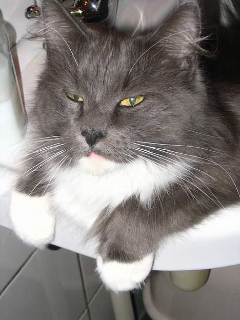 Maine Coon Chrisdahl's Dolly - Ja det er hyggeligt at ligge og fylde det hele i håndvasken på wc´et. billede 4