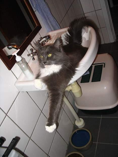 Maine Coon Chrisdahl's Dolly - Jah, jeg hygger mig stadig.. billede 5