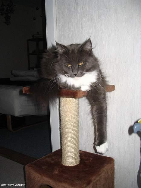 Maine Coon Chrisdahl's Dolly - Dolly hænger altid ud over noget når hun slapper rigtigt af. billede 6