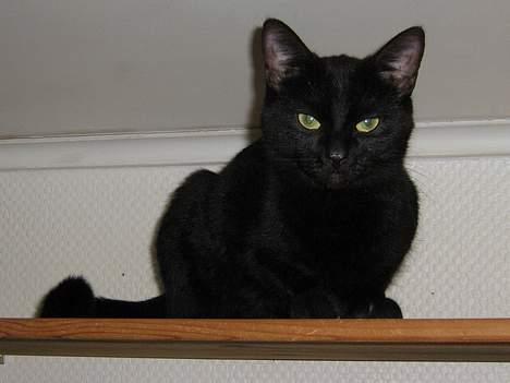 Blanding af racer Fisterløgsovs - Hvis jeg nu smutter her op på reolen og ligger så kan jeg måske være i fred? billede 13