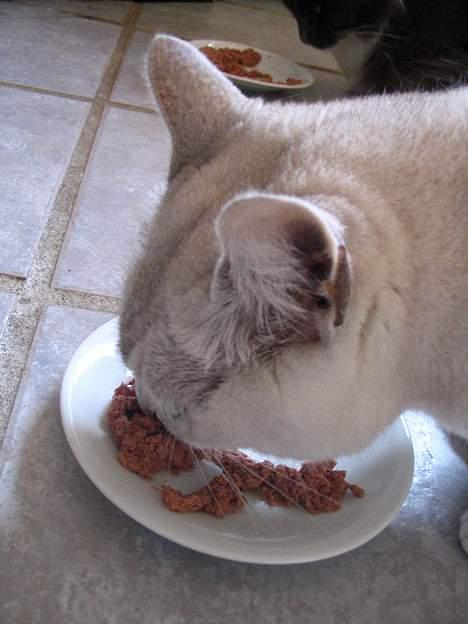 Burmilla Thamakan Silver Veronica - Mmm..Hvor er det altså lækkert, når mor serverer lidt dåsemad;-) billede 8