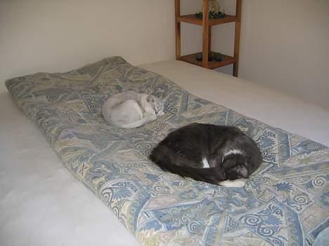 Burmilla Thamakan Silver Veronica - En dejlig lur i mors store seng med min bedste veninde Dolly. billede 9