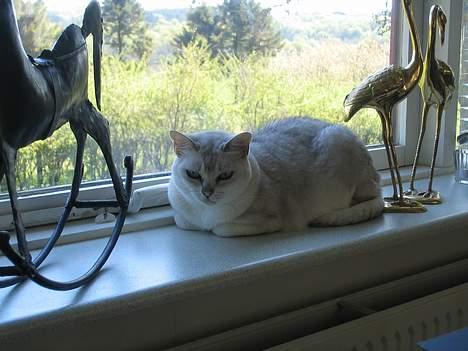 Burmilla Thamakan Silver Veronica - Skøn udsigt til vores have;-) Ren hygge... billede 10