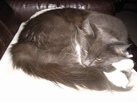 Maine Coon Chrisdahl's Dolly - Sove Sove Sove.. billede 7