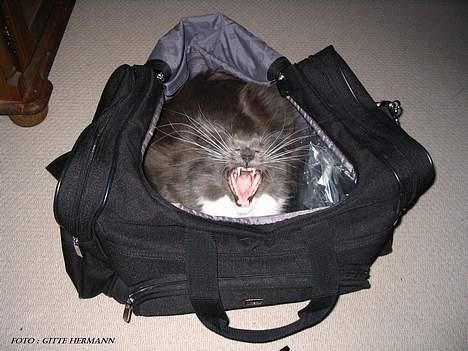 Maine Coon Chrisdahl's Dolly - Gab.. Ja sove det kan man altid ( Overalt ) billede 8