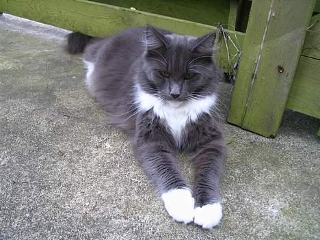 Maine Coon Chrisdahl's Dolly - Det er nu også hyggeligt at være ude. billede 9