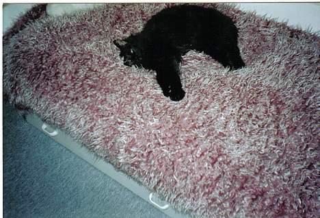 Huskat Luffe <3 *DØD* :´( - Hej og velkommen ;D Håber i sys han skal ind PS. LÆS LIGE TEKSTEN TAK ;D billede 1