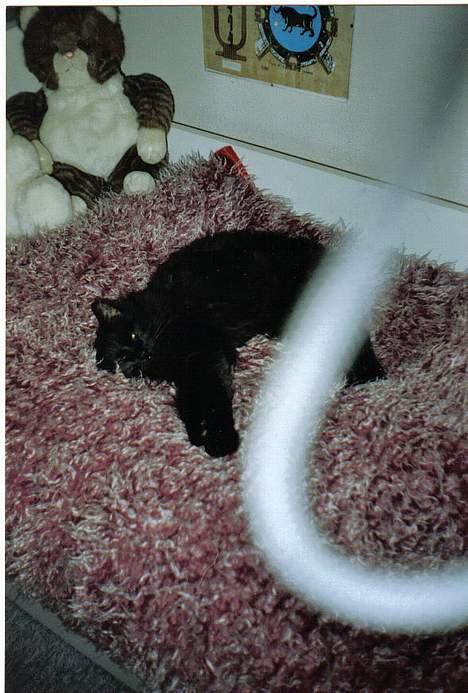 Huskat Luffe <3 *DØD* :´( - Ikke godt men synes det skulle ind ;D <3 Luffe der hygger sig lidt :P billede 3