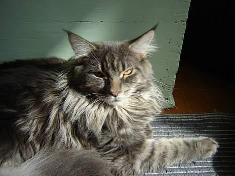 Maine Coon nightcrawler's baltazar billede 1