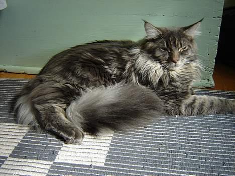 Maine Coon nightcrawler's baltazar billede 2