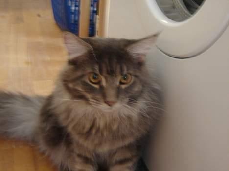 Maine Coon nightcrawler's baltazar billede 3