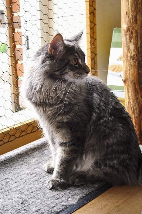 Maine Coon nightcrawler's baltazar billede 4