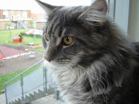 Maine Coon nightcrawler's baltazar billede 5