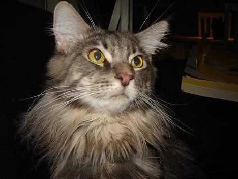 Maine Coon nightcrawler's baltazar billede 6