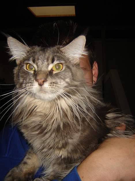 Maine Coon nightcrawler's baltazar billede 7