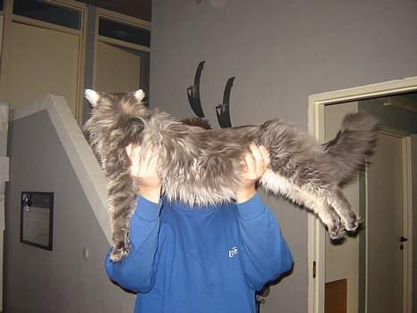 Maine Coon nightcrawler's baltazar billede 8