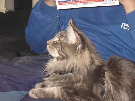 Maine Coon nightcrawler's baltazar billede 9