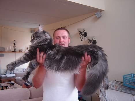 Maine Coon nightcrawler's baltazar billede 10